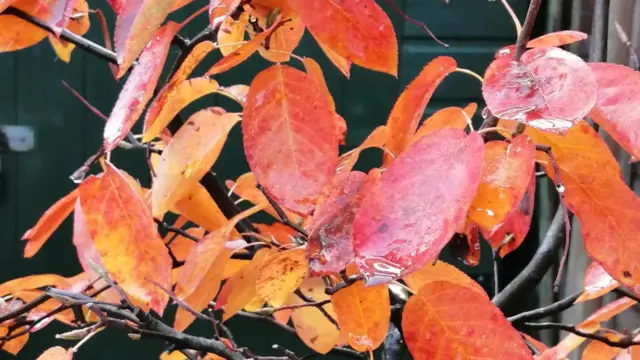 ألوان خريفية ، بين الأحمر والبرتقالي.