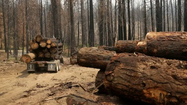 जंगलों की कटाई