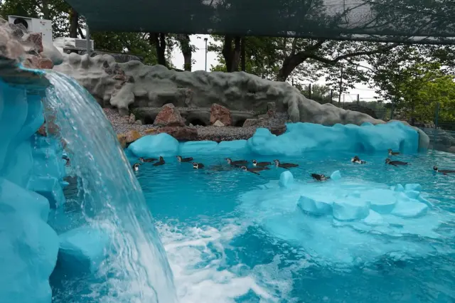 pingvini beograd pingvinarijum