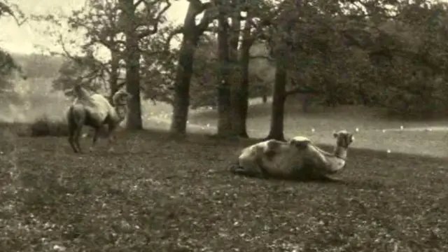 Верблюди у Антоніському парку