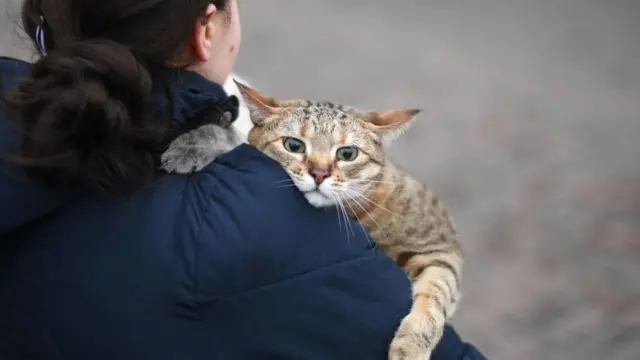 Ukrayna Kiyev Rusiya bu gün Kiyevə girdi Kiyevdə dağıntılar Rus qoşunlarının bombardmanından sonra yanan bina