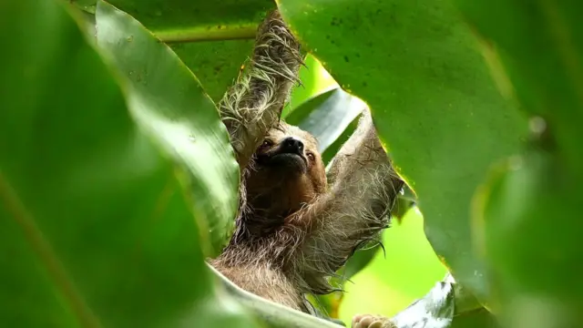 Рацион питания, состоящий из листьев деревьев, беден на питательные вещества и содержит очень мало калорий