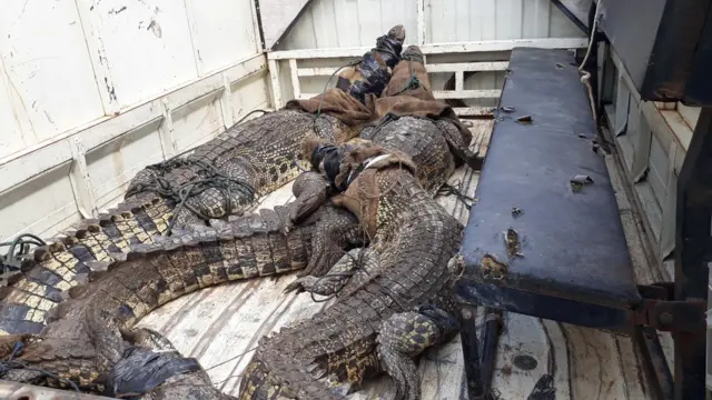 Tim Alobi mengevakuasi buaya yang terperangkap dalam konflik di Babel.