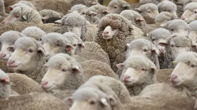 Овцы в Новой Зеландии