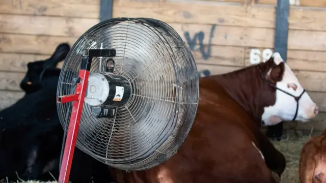 Корова на ферме