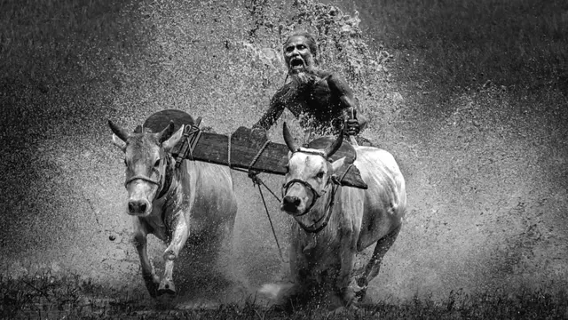 Человек участвует в Кумбале - ежегодных бегах буйволов