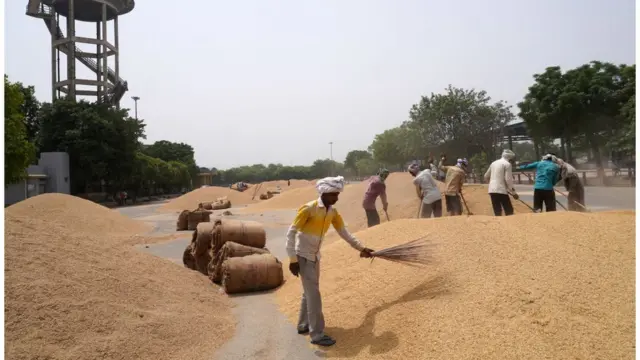 Ấn Độ là quốc gia xuất khẩu gạo lớn nhất thế giới