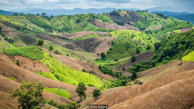 Bahkan lahan yang telah dibersihkan dapat kembali menjadi hutam rimbun dengan pertolongan yang tepat