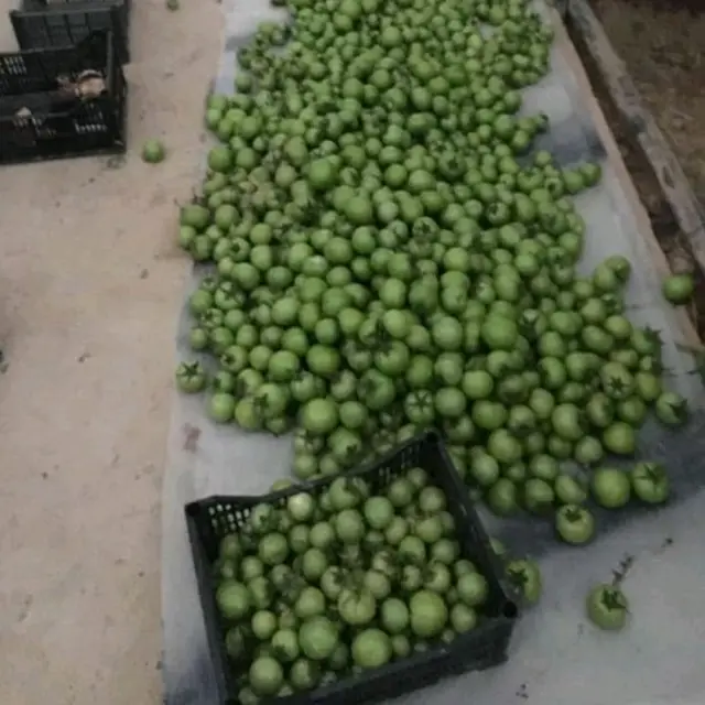 Samarqanddagi issiqxona