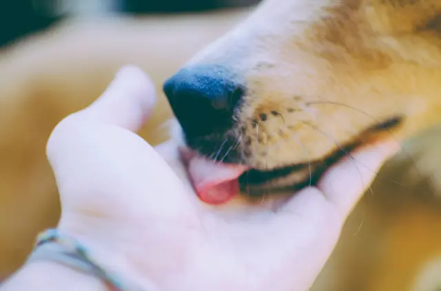 ரேபிஸ் பாதிப்பு, வளர்ப்பு நாய், வீட்டில் வளரும் நாய்