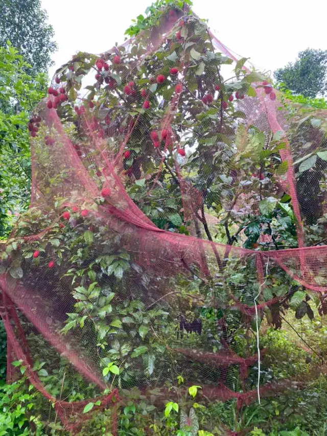 குற்றால அருவிகள்