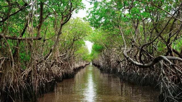 फ्लोरिडामधलं कांदळवन.