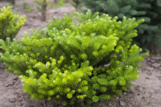 Мына бул бажырайган көчөт 800-сом турат экен. Аталышы Корея пихтасы