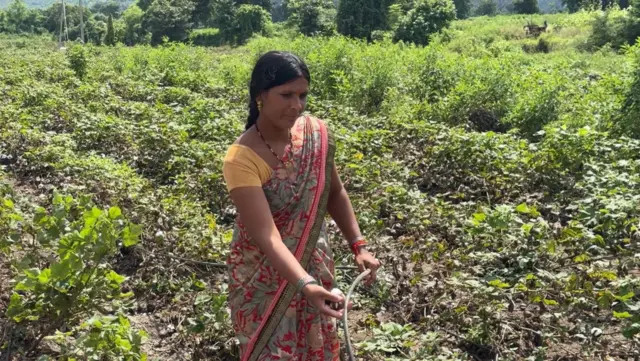 चार एकर शेतीवर त्यांनी कापूस पावसात खराब झाल्याचं दाखवताना सरला पांडे