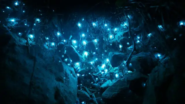 Imagem noturna de criaturas bioluminescentes na Austrália, na forma de céu estrelado