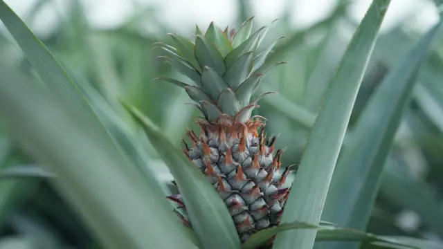 अनानास की खेती