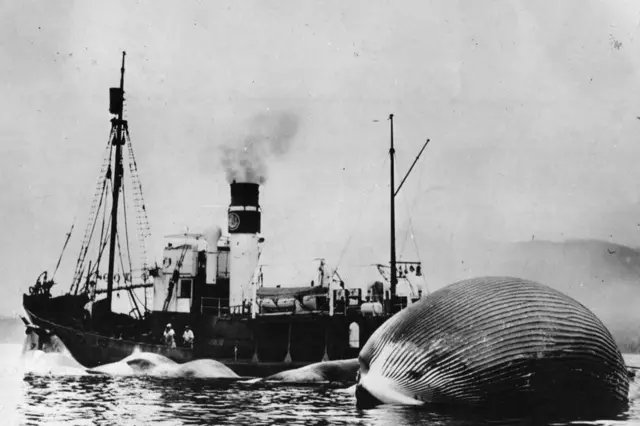 నీలి తిమింగలం