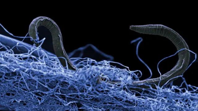Imagen muy ampliada de un gusano oscuro arrastrándose a través de una maraña de fibras azules parecidas a hilos sobre un fondo negro.