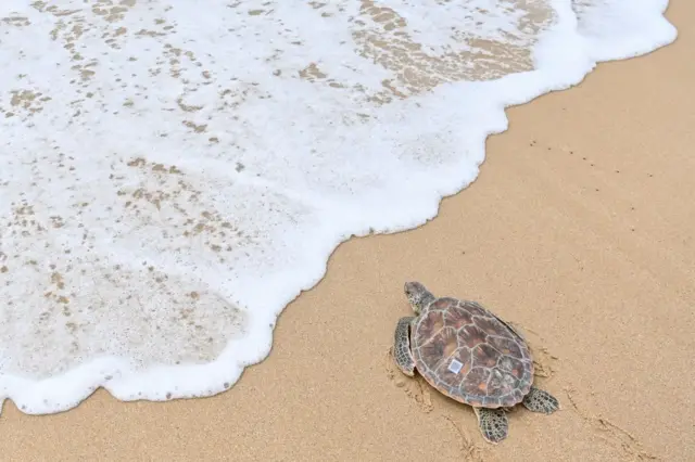 Una tortuga marina con un código en su espalda se arrastra hacia el mar en la Reserva Natural Nacional de Tortugas Marinas de Huidong, China.