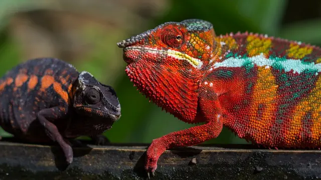 Пантеровый хамелеон