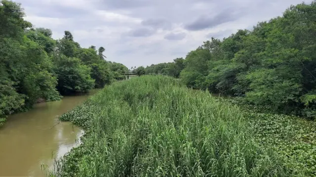 ఈ కాలువలోనే శవాలను గోనె సంచుల్లో కట్టి విసిరేసింది.