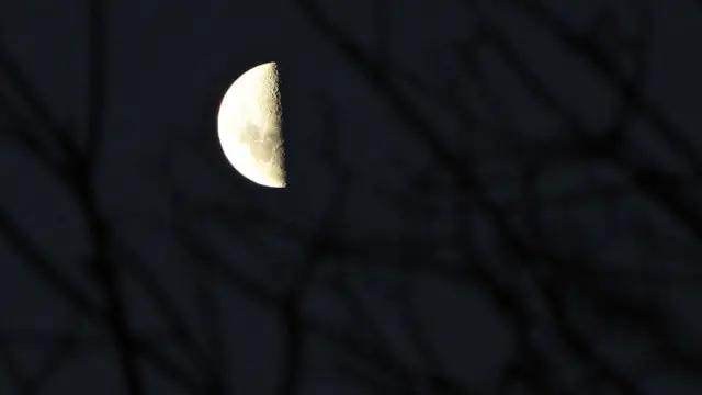 Árbol en la oscuridad y luna