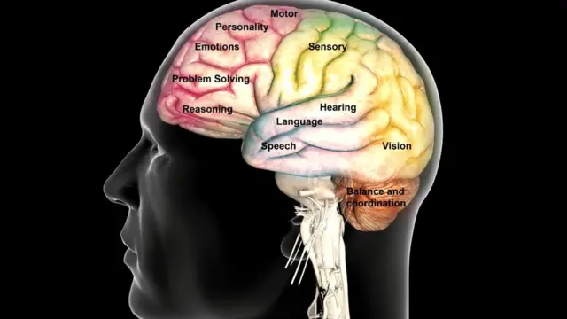 Звуковые сигналы обрабатываются слуховым участком мозга, а за движение отвечает двигательная область коры головного мозга