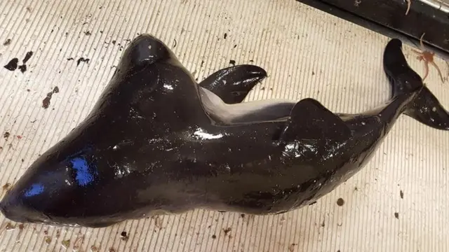 வலையில் சிக்கிய இரு தலையடைய குட்டி கடல் பன்றி