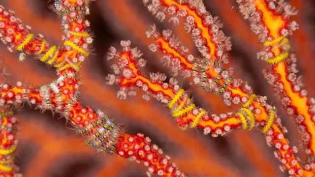 Крошечные офиуры (Ophiuridae)