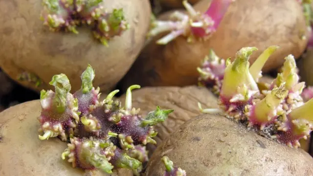 Papas con las raíces que empiezan a salir