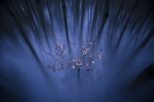 Ветка бука на фоне воды