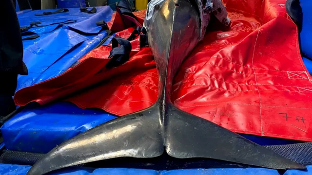 Мокрые простыни успокоили дельфиненка и помогли избежать остановки его сердца