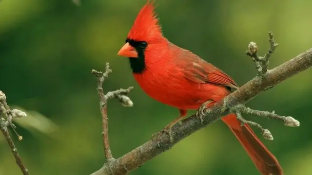 जानवरों के बीच दोस्ती