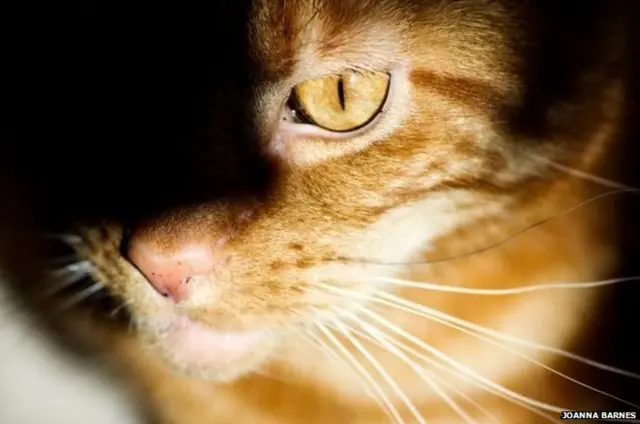 ਪਰਛਾਵਾਂ