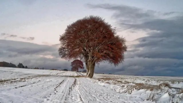 Trees and snow near Munlochy