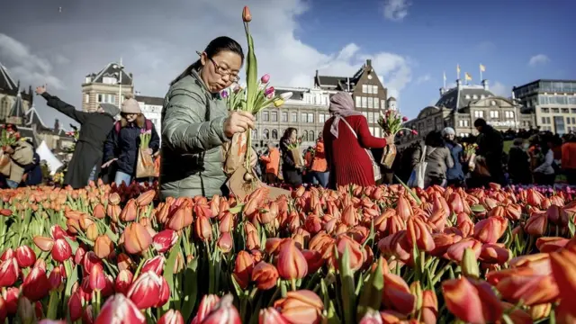 tulip belanda