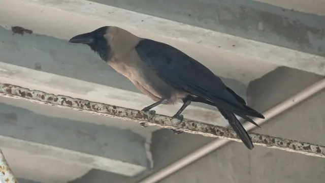 உயிருக்கு போராடிய காகமும், அதைக் காப்பாற்றிய மனிதரும்