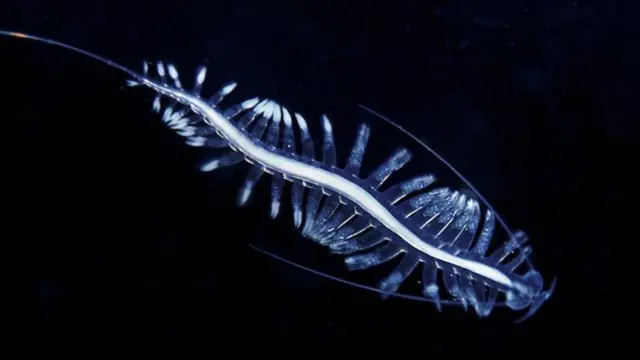 टोमोप्टेरिस