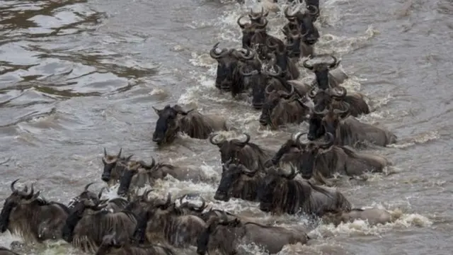 wanyamapori Tanzania