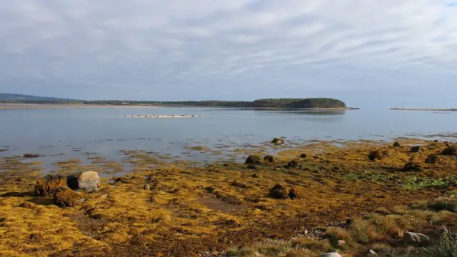 Seaweed on shore