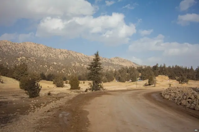 ਜੁਨੀਪਰ ਜੰਗਲ