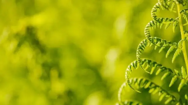 Папоротник