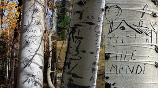 Nombres y símbolos vascos en álamos en EE.UU. (Foto: University of Nevada)