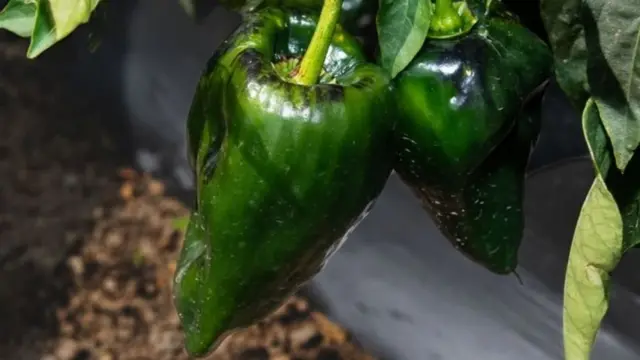 ਰਾਜਾ ਮਿਰਚ ਦੀ ਗੱਲ ਕੀਤੀ ਜਾਵੇ ਤਾਂ ਇਹ ਚਾਰ ਪੰਜ ਇੰਚ ਲੰਬੀ ਹੁੰਦੀ ਹੈ