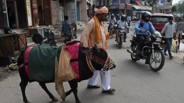 गाय, फ़ाइल फ़ोटो