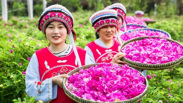 bunga