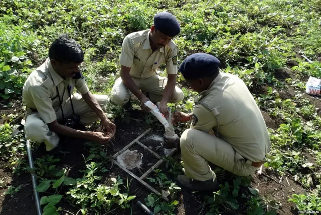 बिबट्या
