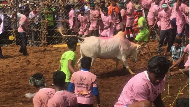 ஜல்லிக்கட்டு