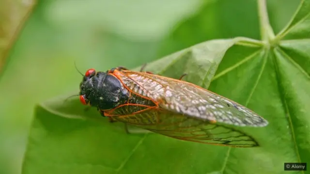 దీని పేరు సికాడా. దీని రెక్కలు బాక్టీరియాను నిరోధిస్తాయి. ఇలాంటి ఉపరితలాలను తయారు చేయగలిగితే బాక్టీరియాను అడ్డుకోవచ్చని పరిశోధకులు భావిస్తున్నారు