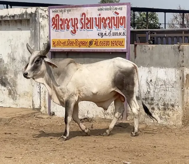 બનાસકાંઠાની અનેક ગૌશાળાઓએ પોતાની ગાયો સરકારી દફ્તરો અને જાહેર રસ્તાઓ પર છોડી દીધી હતી